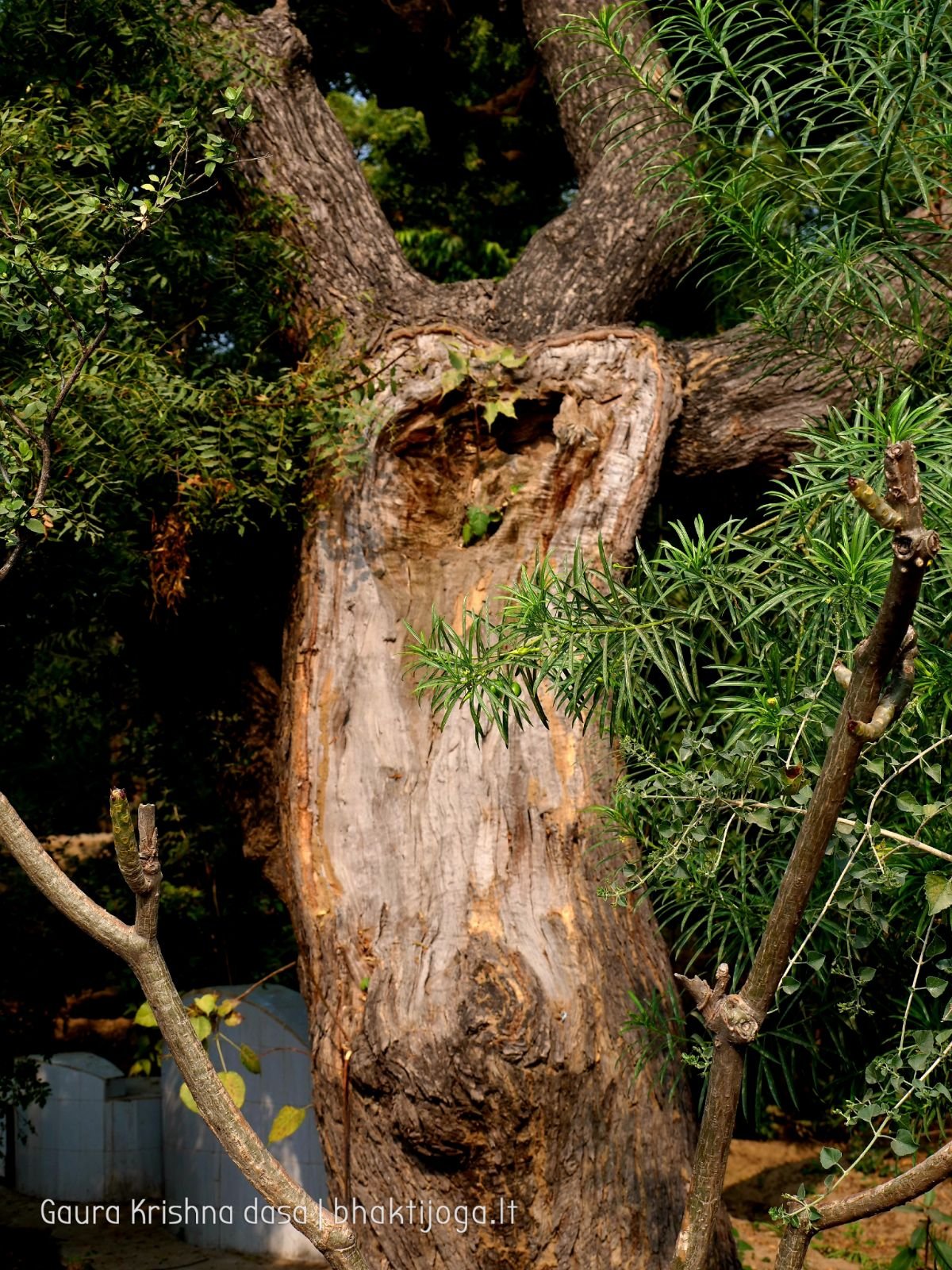 4 radhas garden varshana 2019 12 10